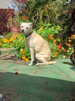 Lacey image 2