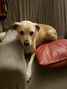 Lacey image 3