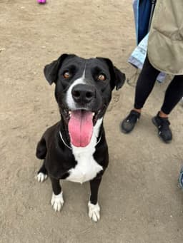 Sadie image 1