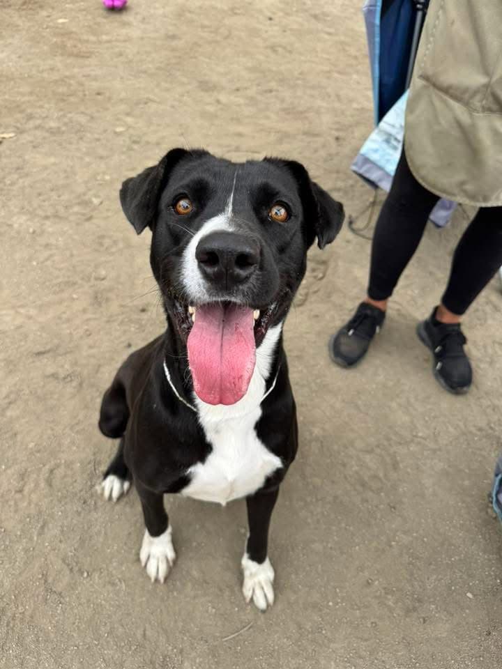 Sadie - Labrador Retriever