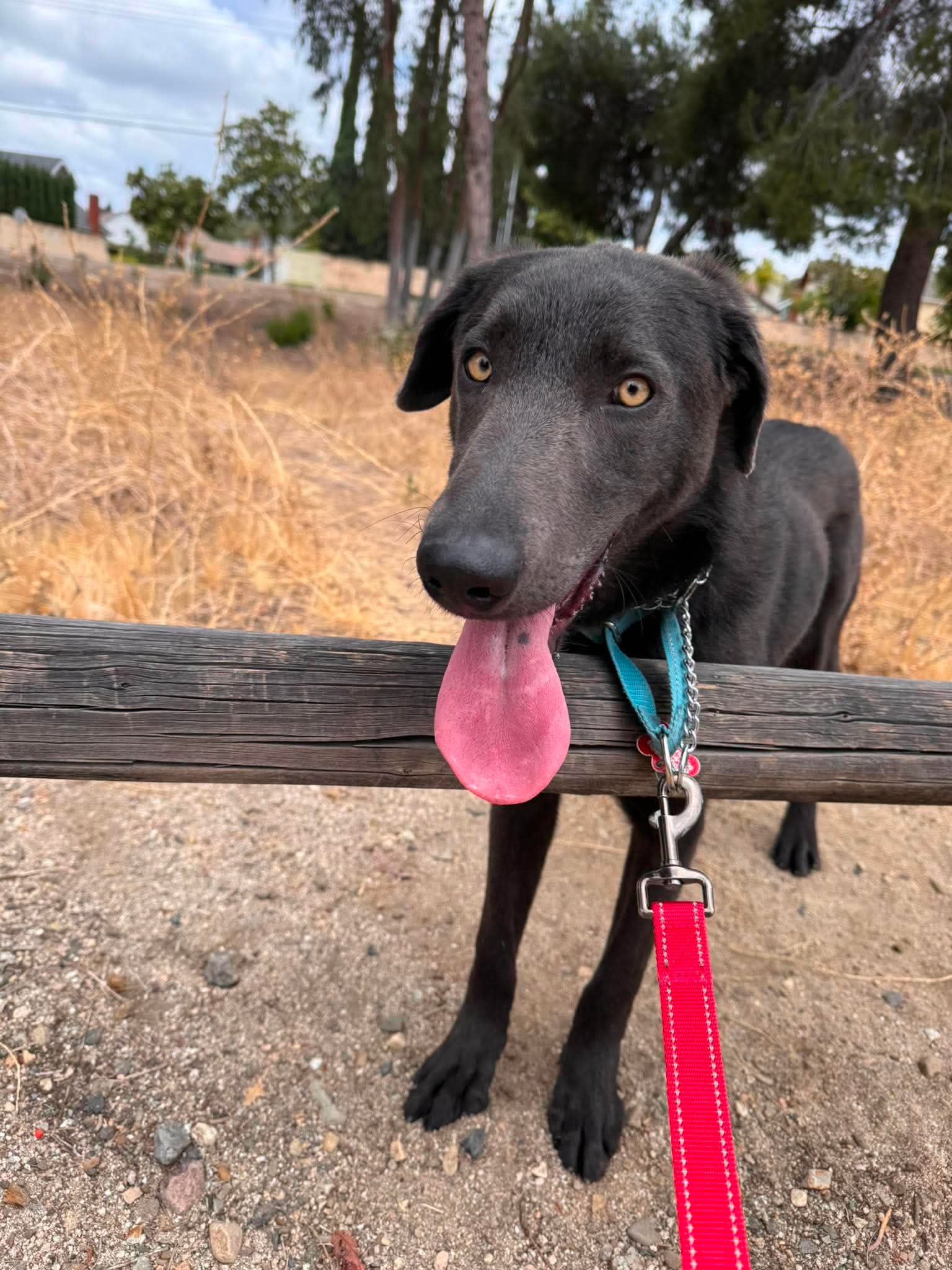 Bobby - Labrador Retriever