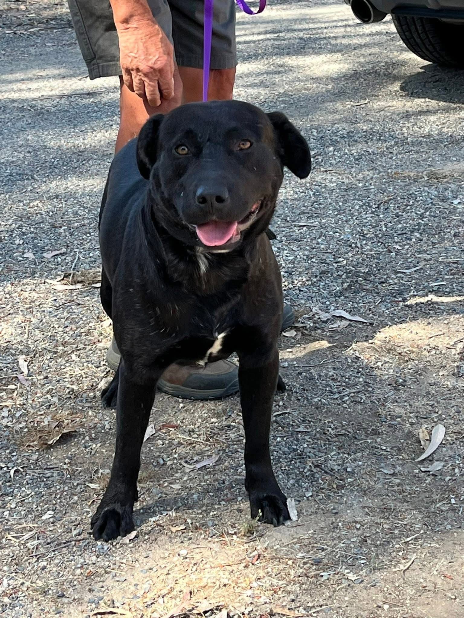 Kennedy - Labrador Retriever