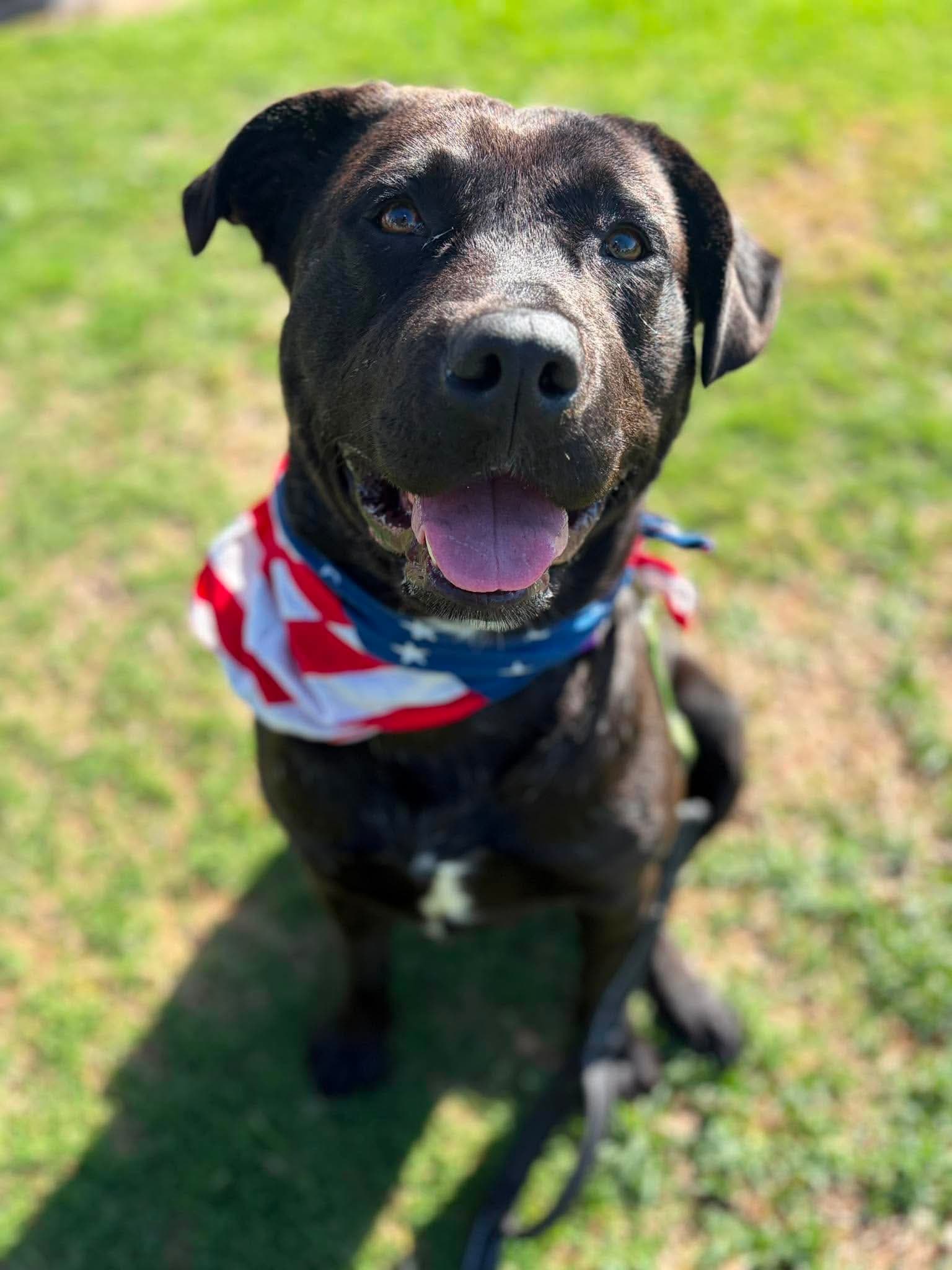 Kennedy - Labrador Retriever