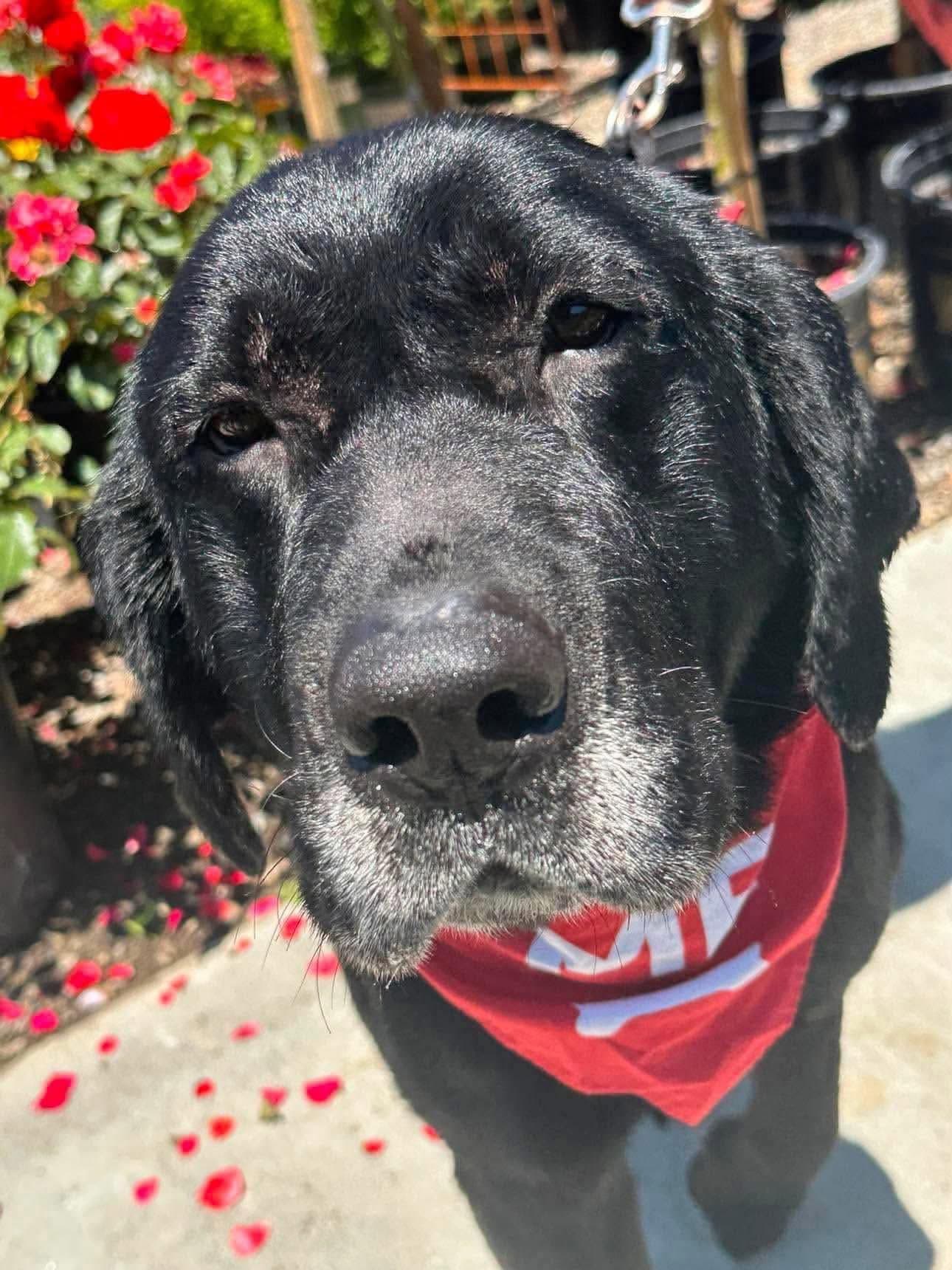 Wyatt - Labrador Retriever