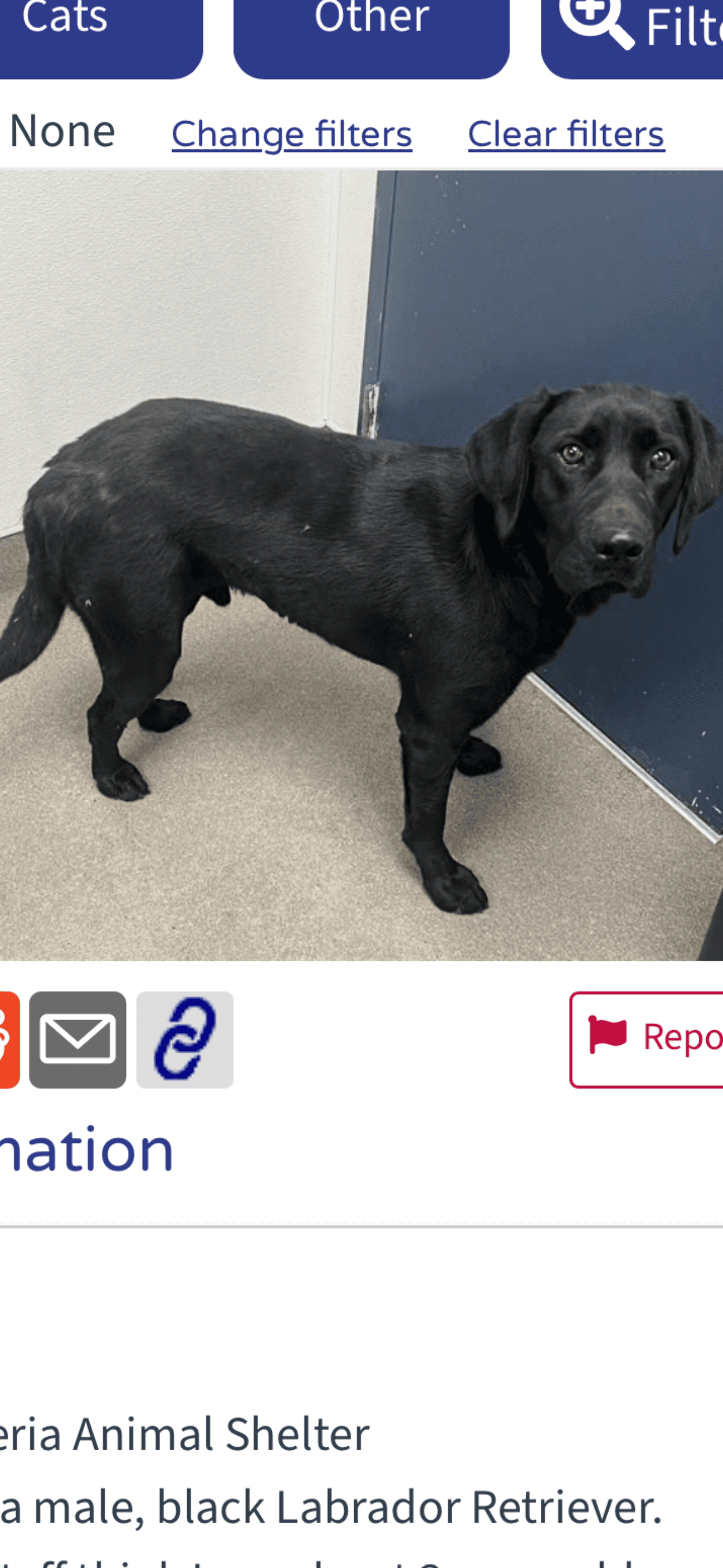 Eddie - Labrador Retriever