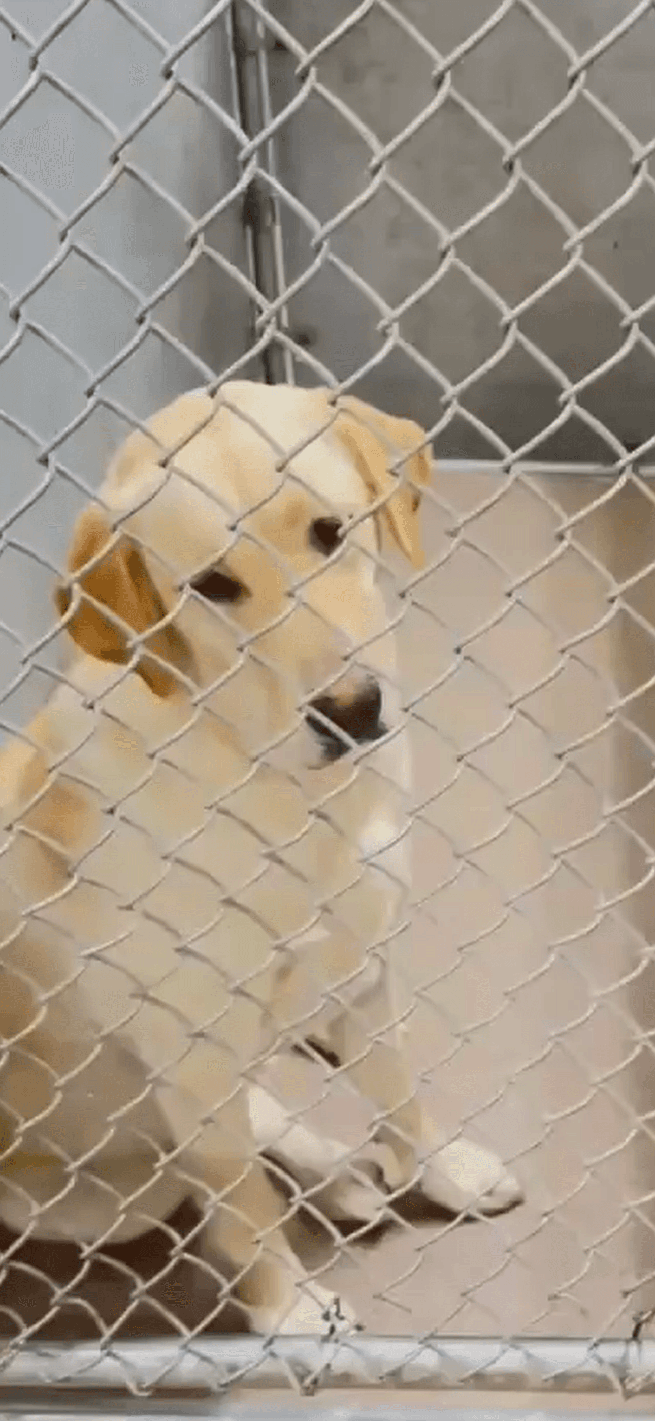 Sunny - Labrador Retriever