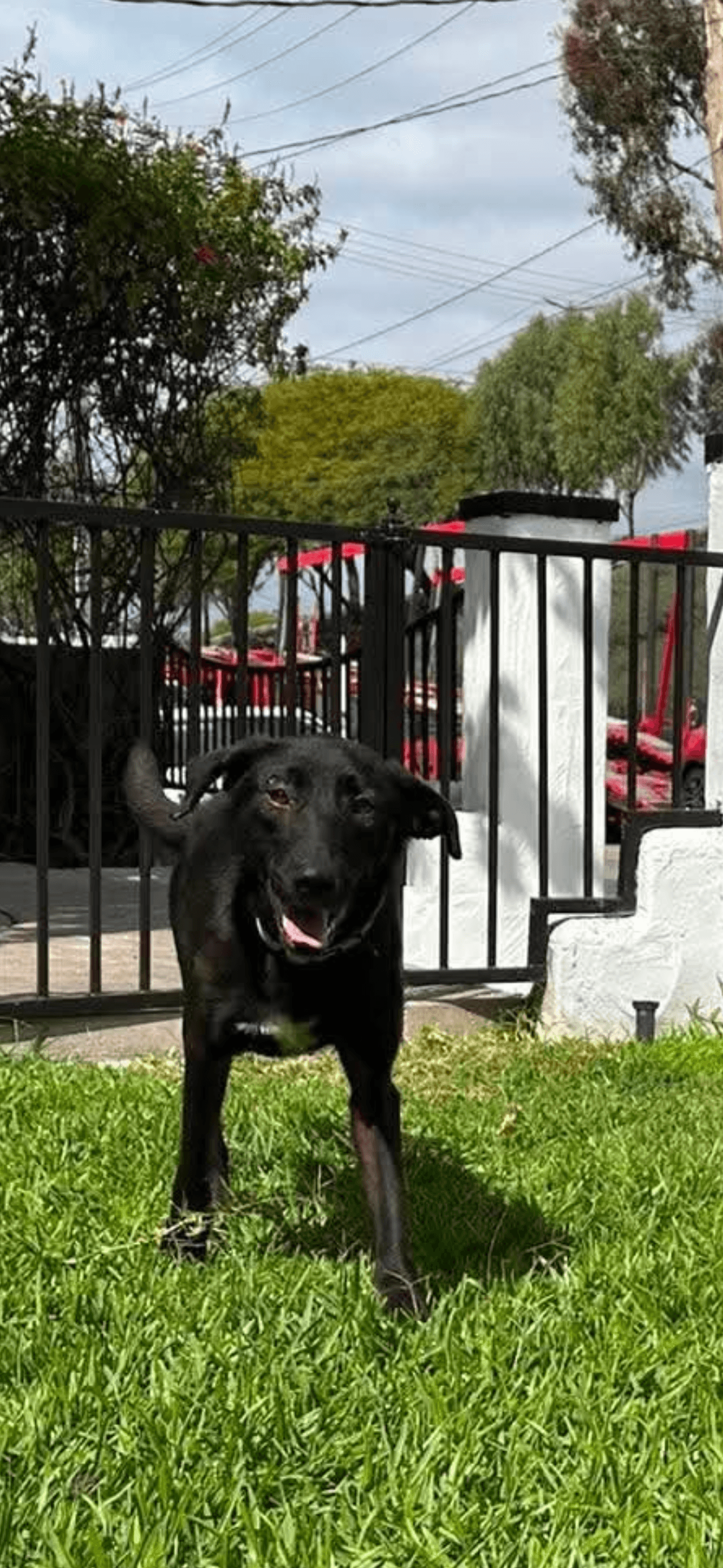 Dolly - Labrador Retriever