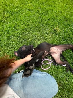 Dolly image 4
