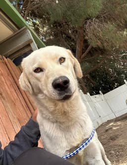 Cody image 1