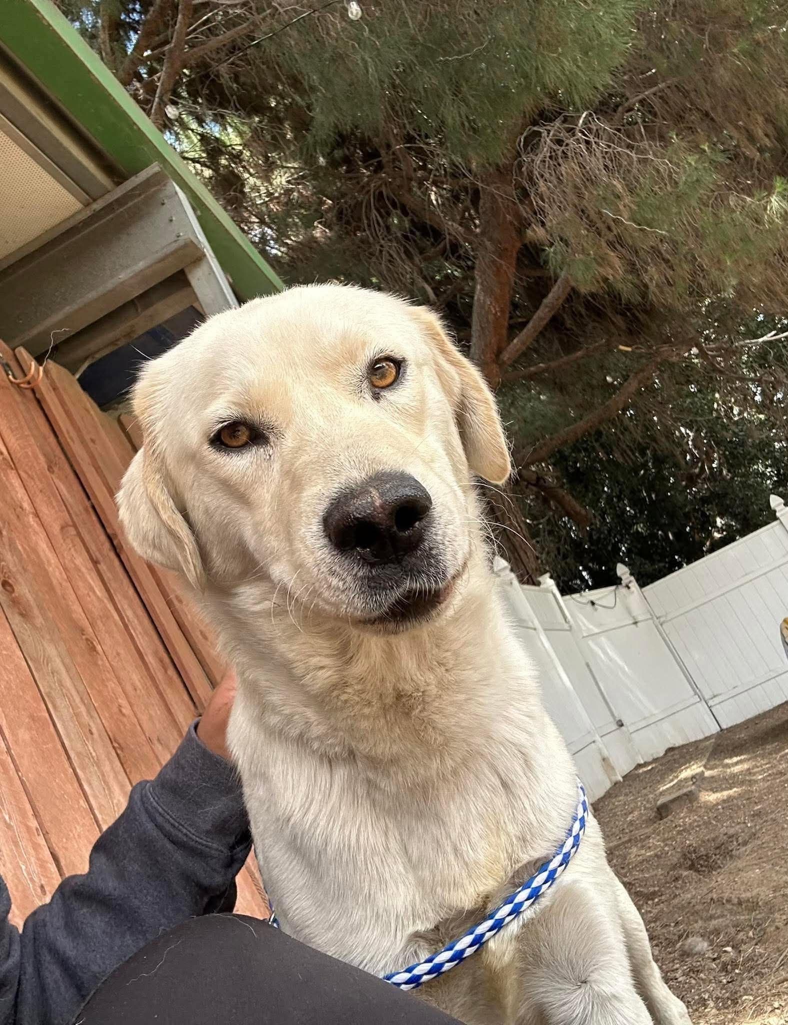 Cody - Labrador Retriever