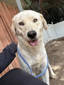 Cody image 3