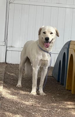 Cody image 4