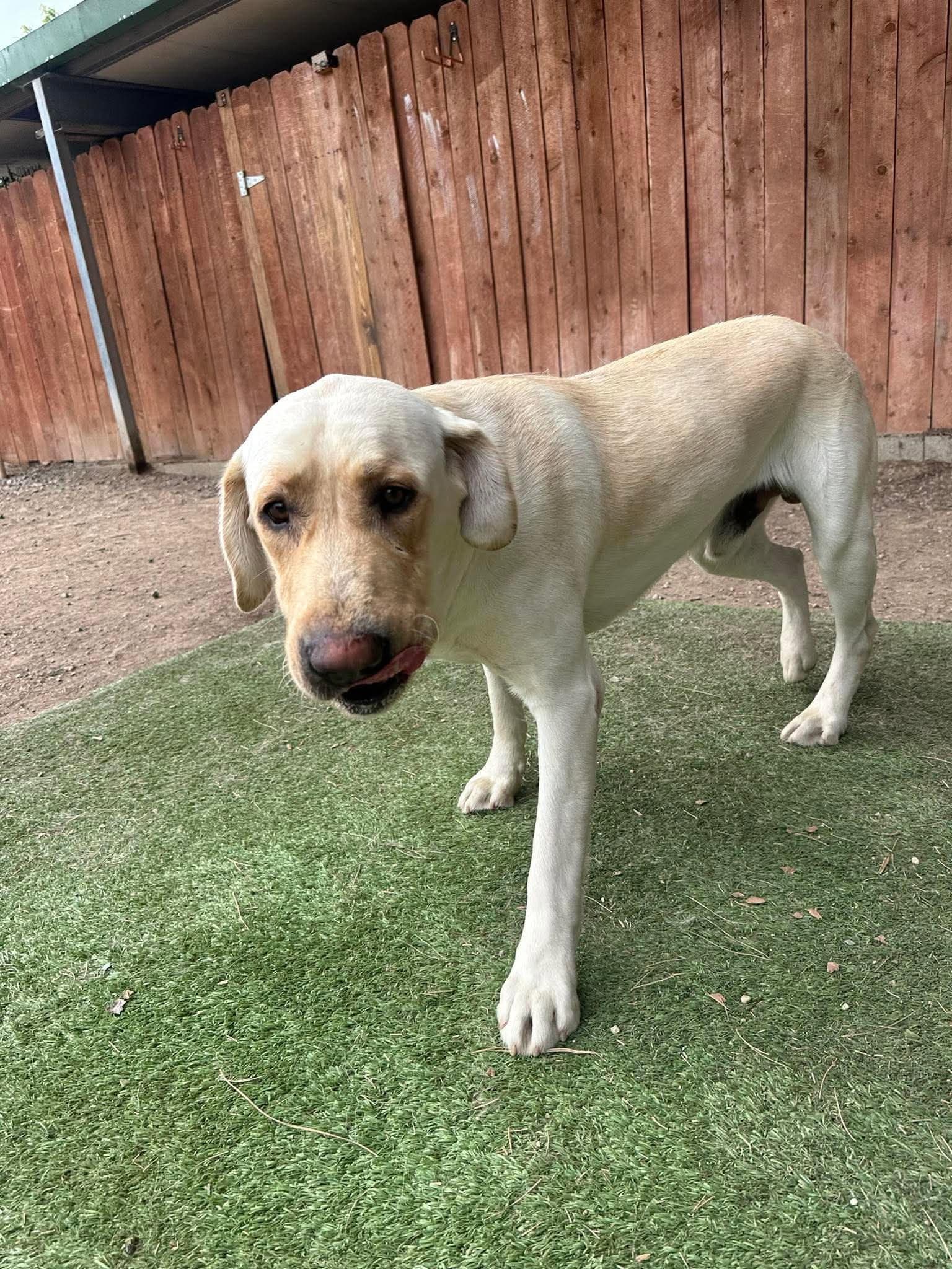 Sam - Labrador Retriever