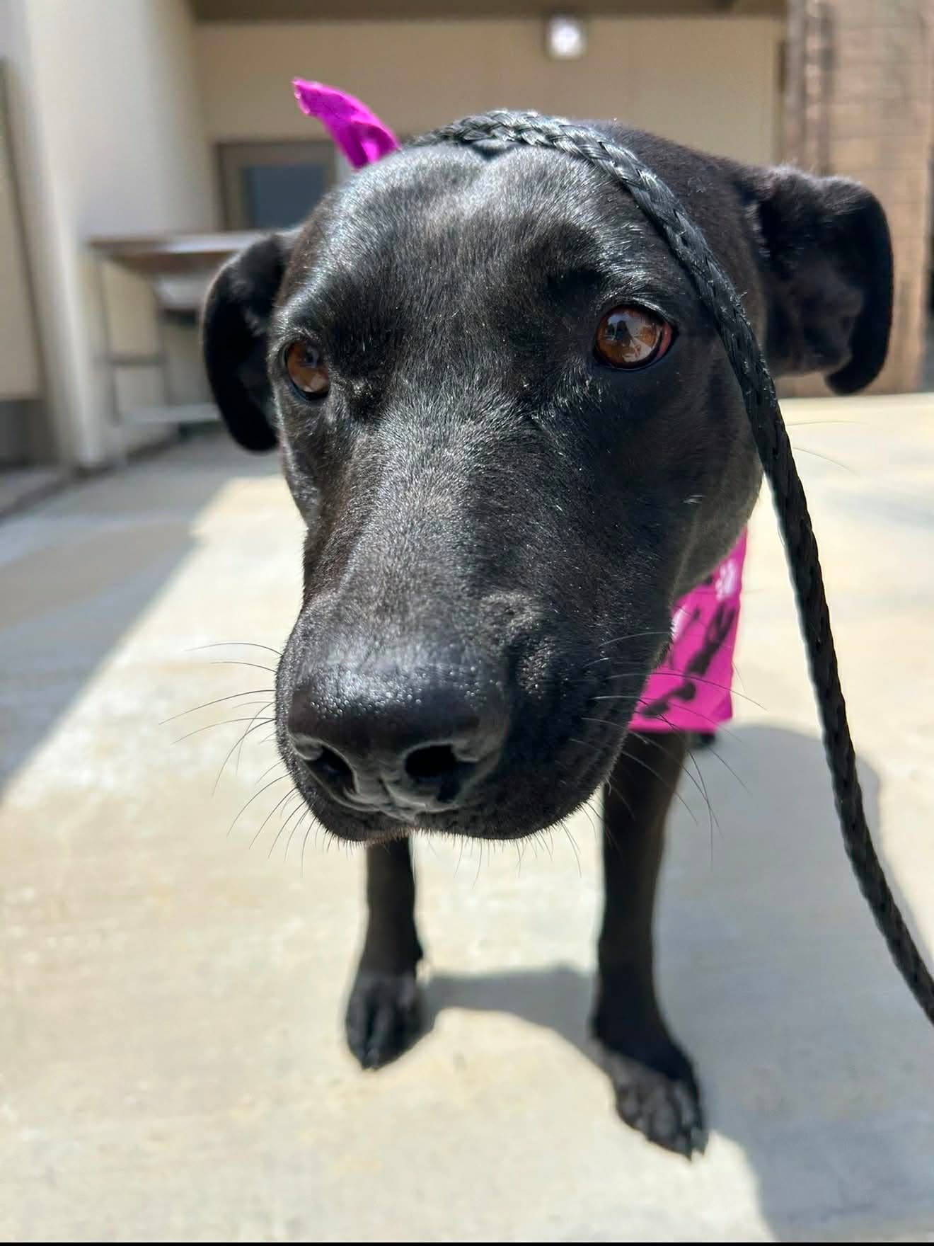 Mama Mackenzie - Labrador Retriever