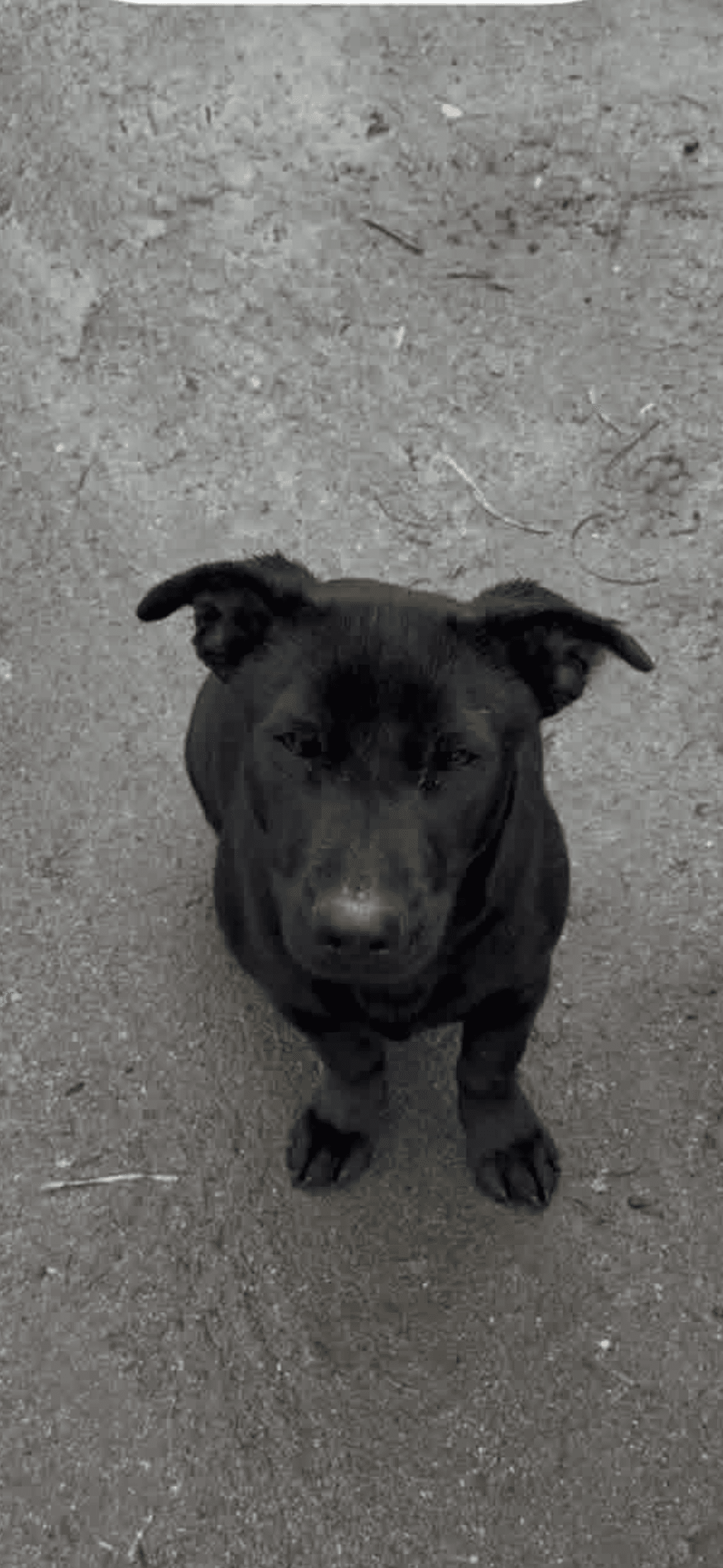 Stella - Labrador Retriever