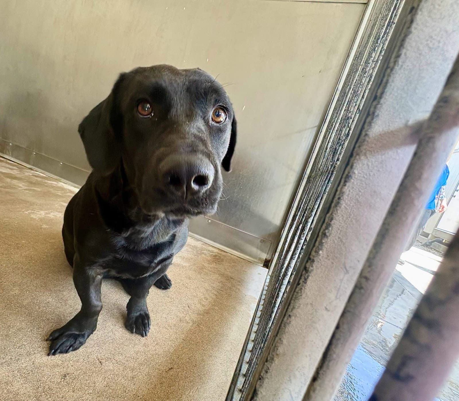 Louie - Labrador Retriever