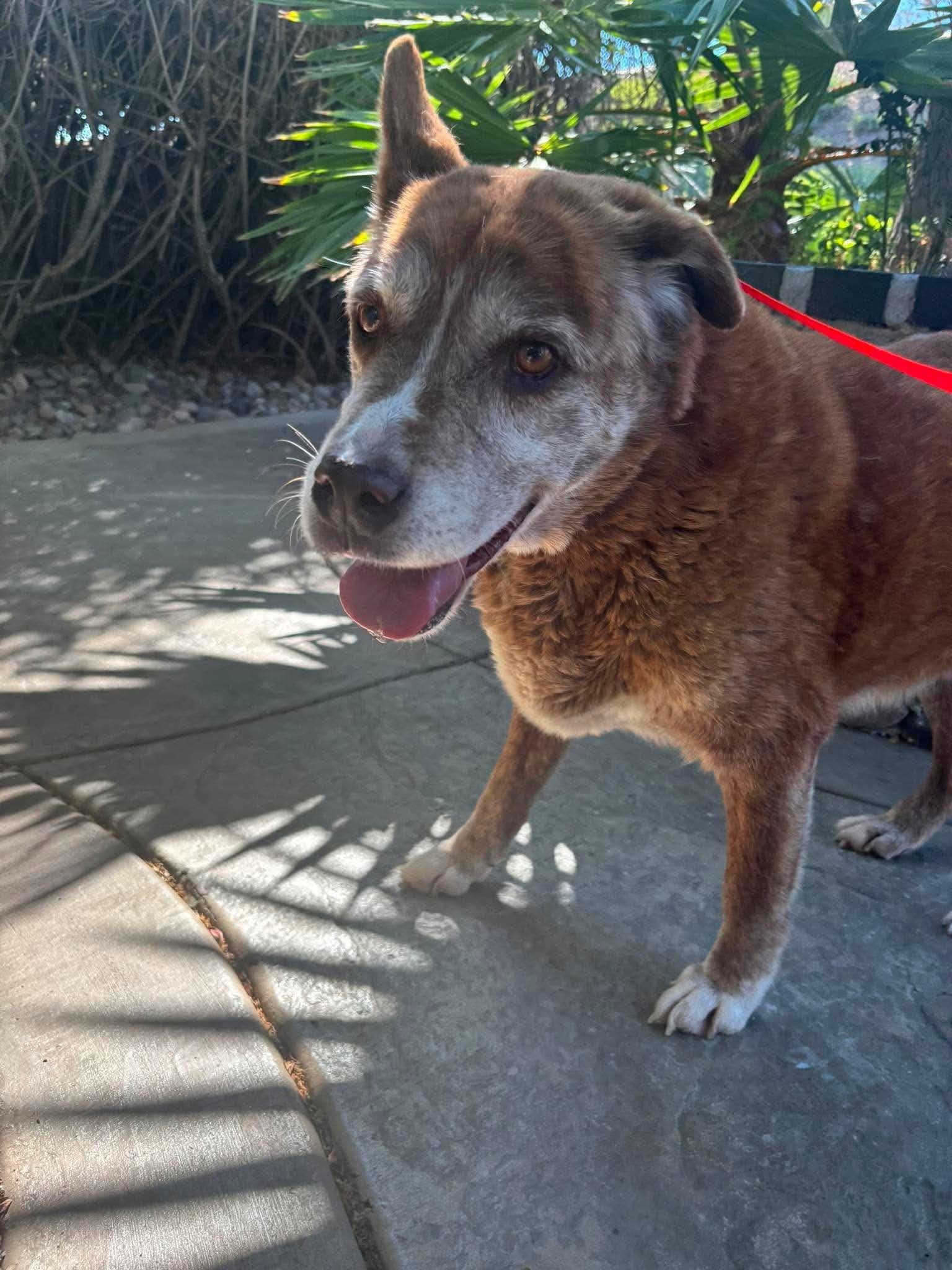 Sbc - Anastasia - Labrador Retriever