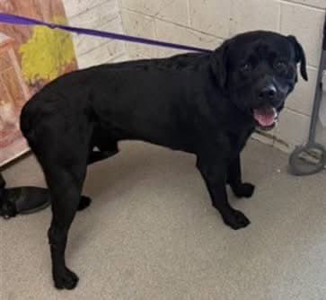 Chavo - Labrador Retriever