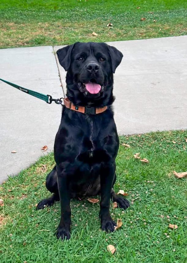 Chavo - Labrador Retriever