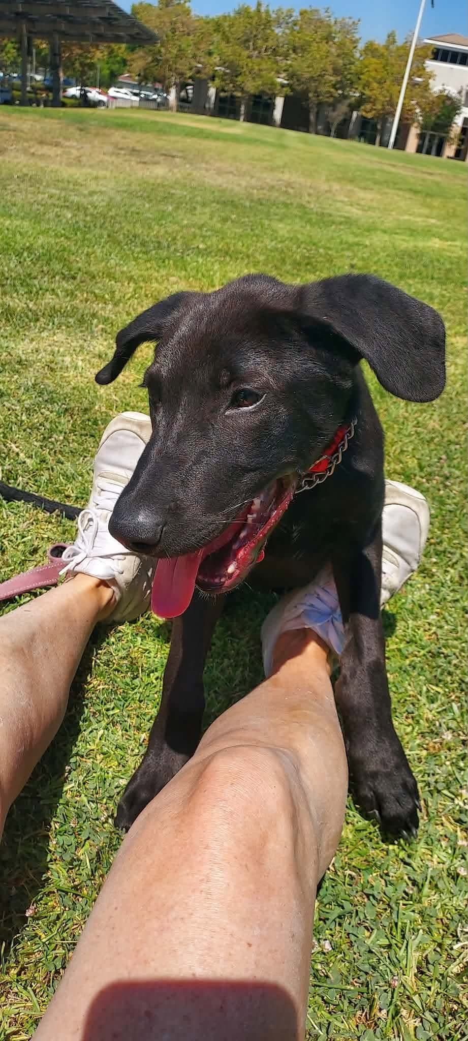 Cedric - Labrador Retriever