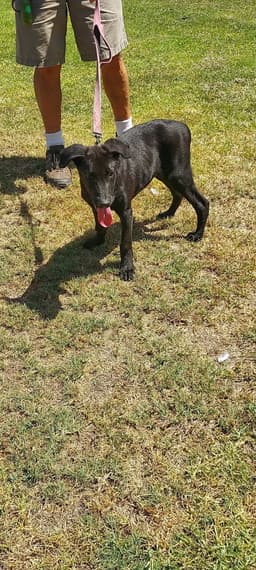 Cedric image 2