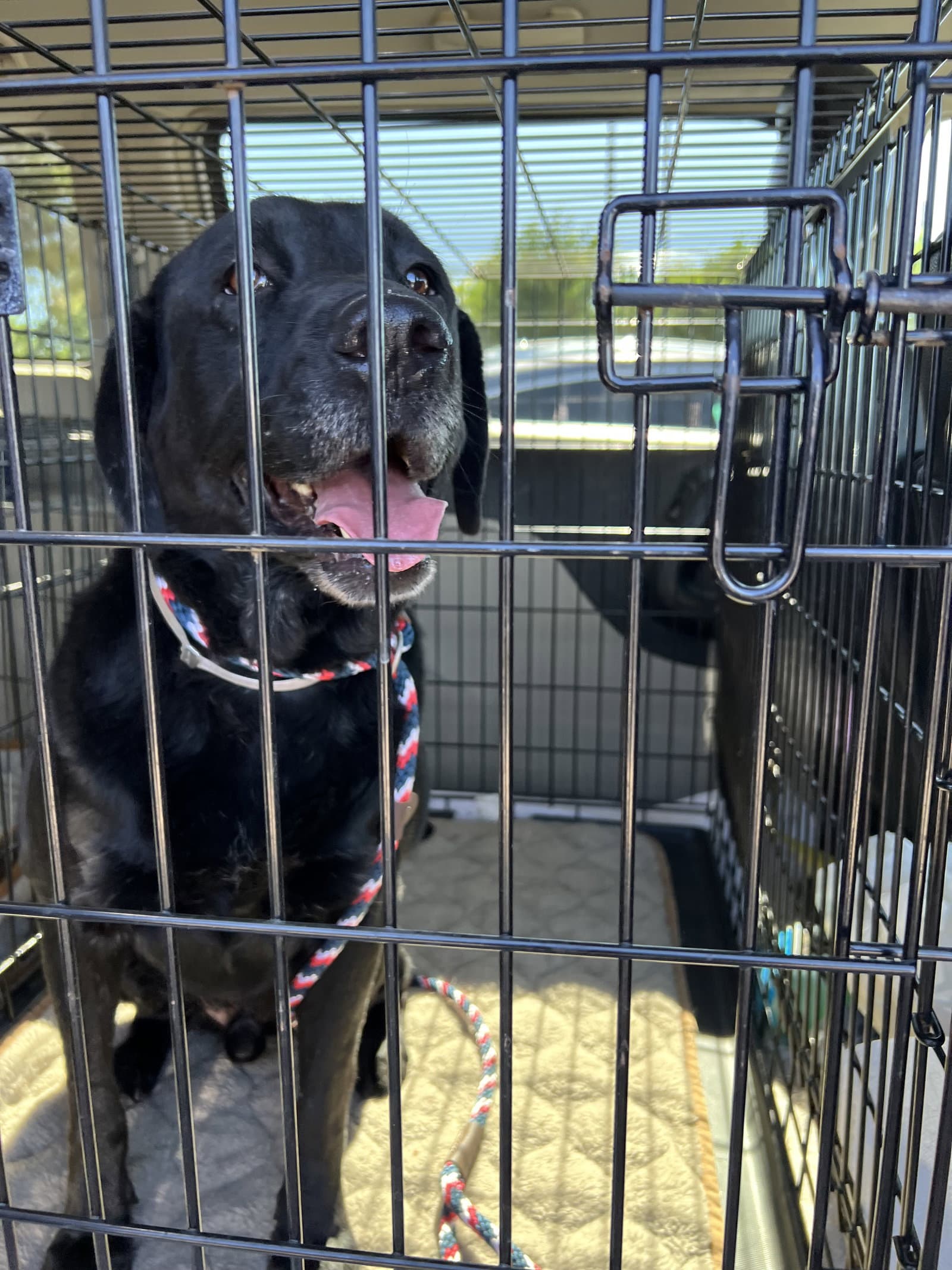 Bruno - Labrador Retriever