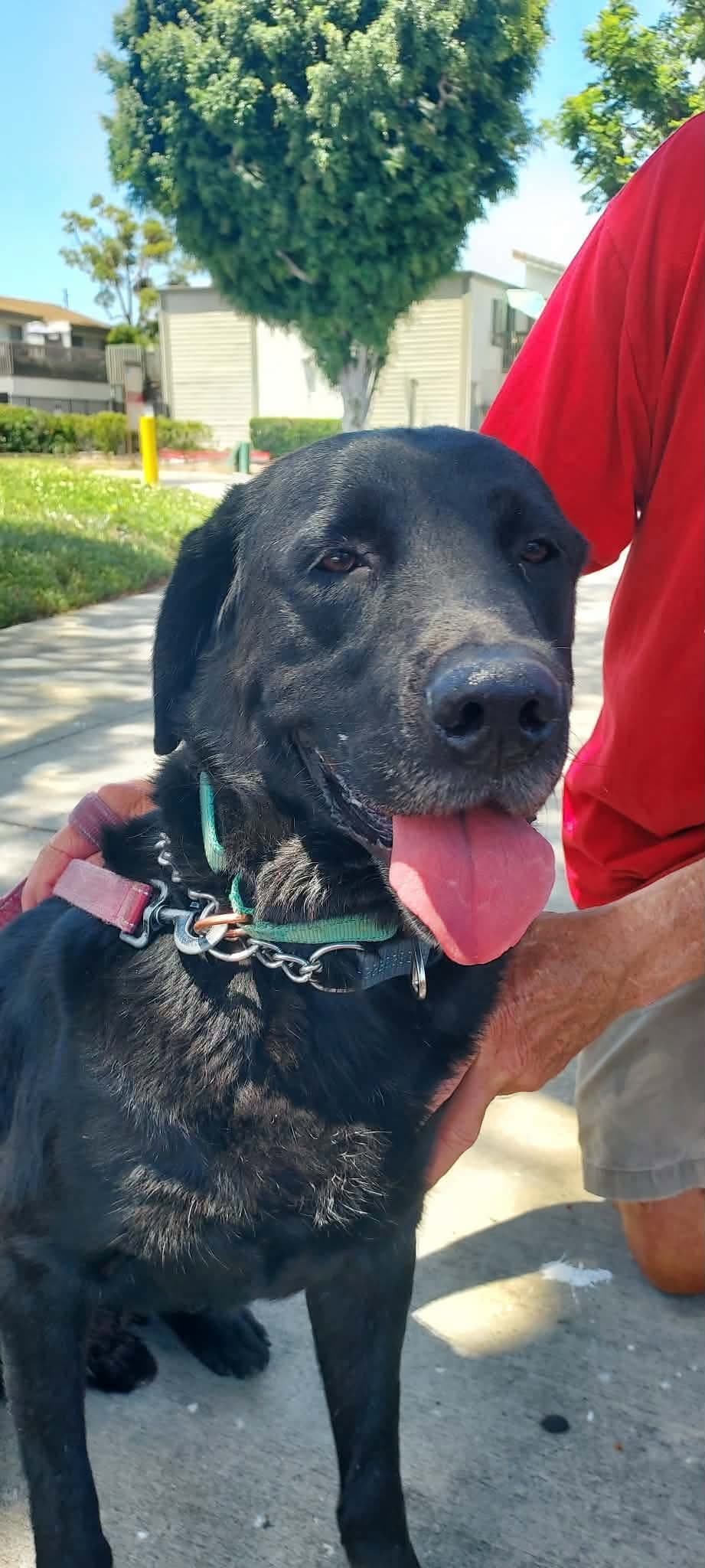 Bruno - Labrador Retriever