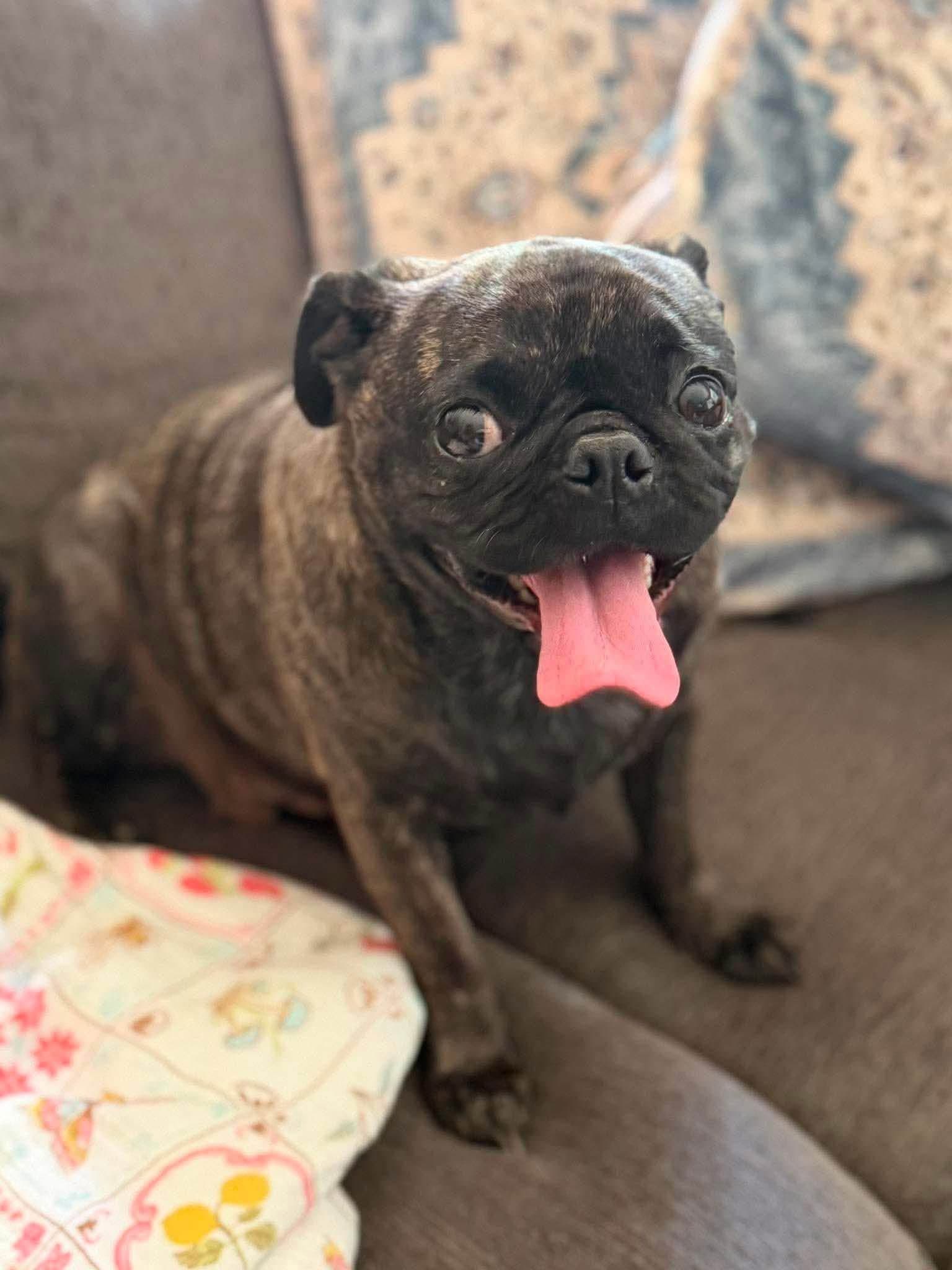 Pudge - Pug