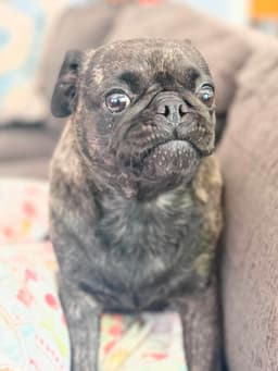 Pudge image 3