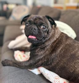 Pudge image 4