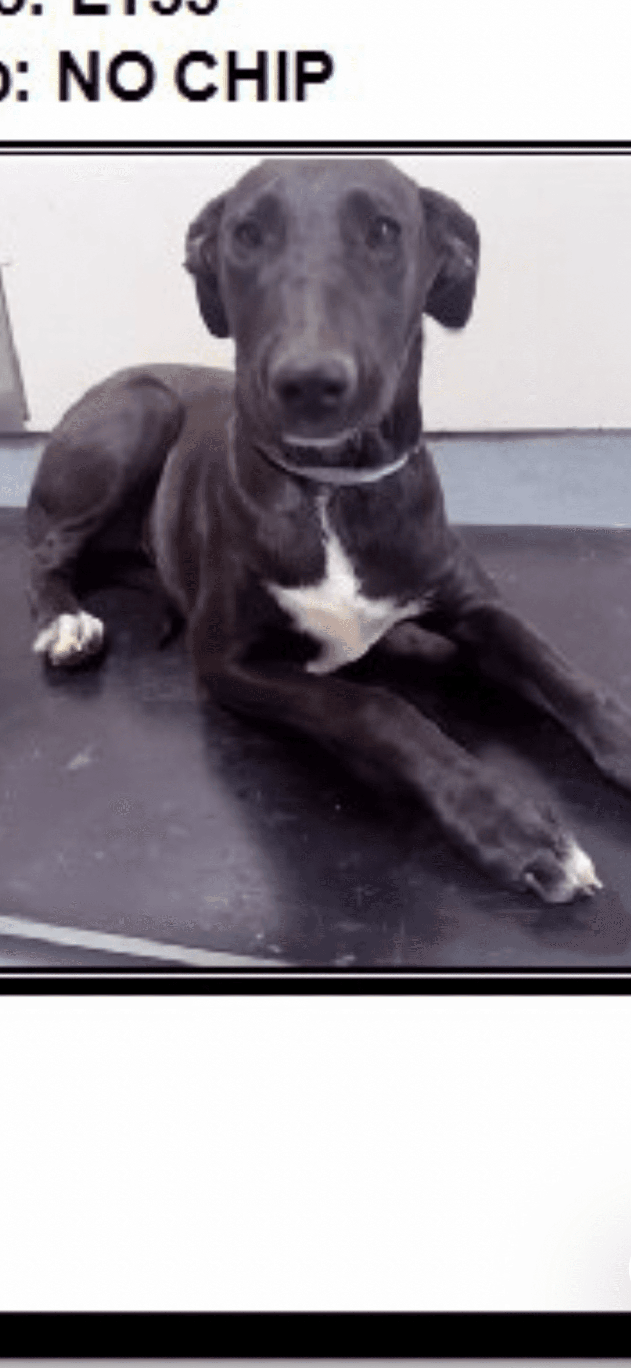 Everest - Labrador Retriever