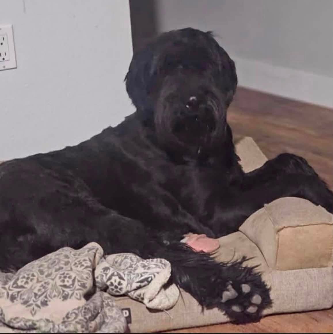 Lilo - Giant Schnauzer