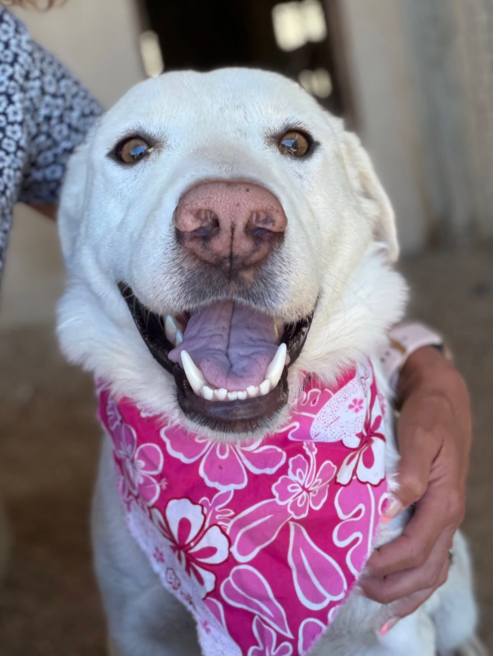 Lac - Indie - Labrador Retriever