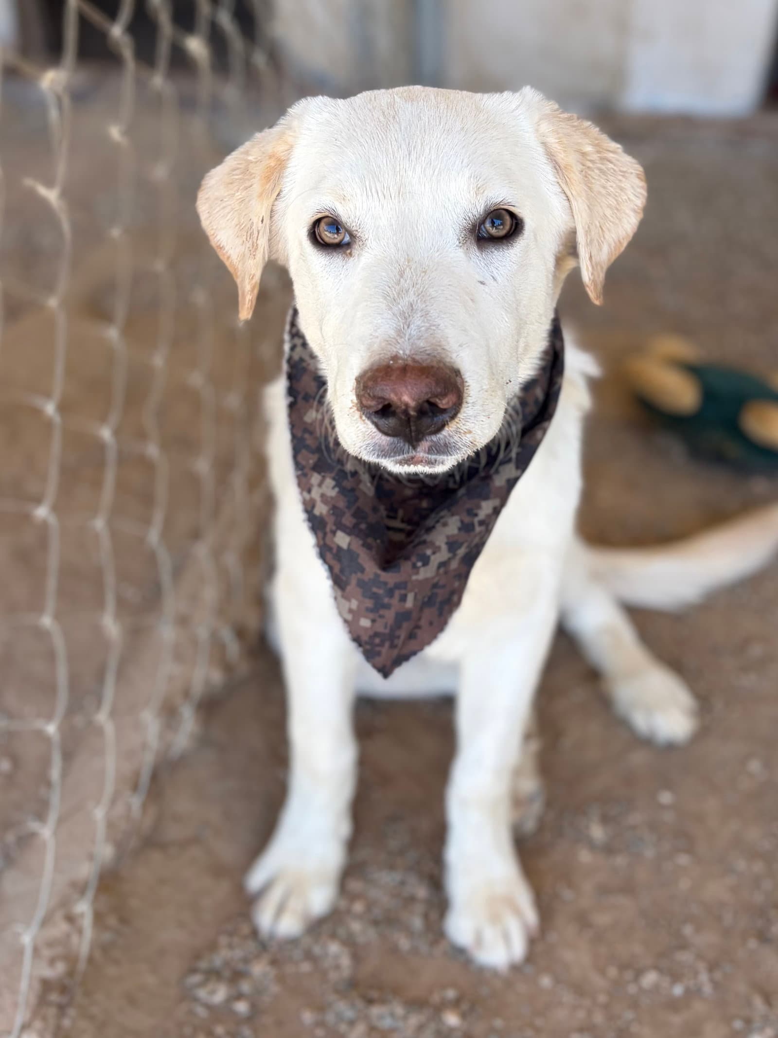Lac - Harrison - Labrador Retriever