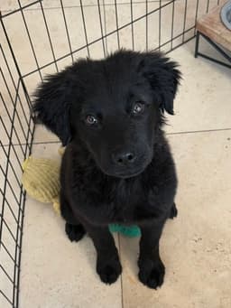 Sophie image 1