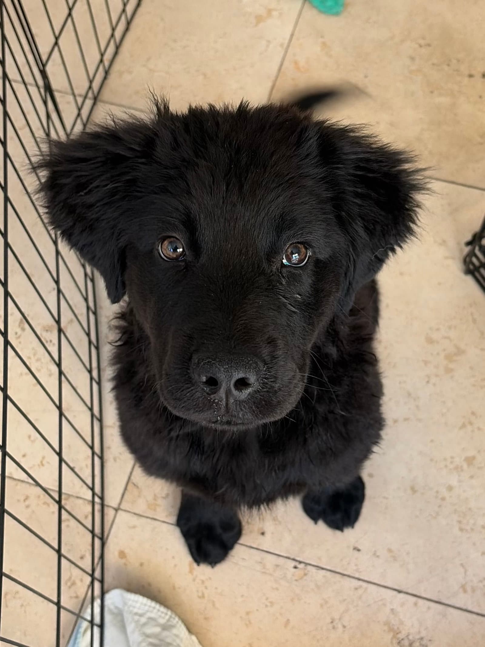 Amos - Flat-coated Retriever