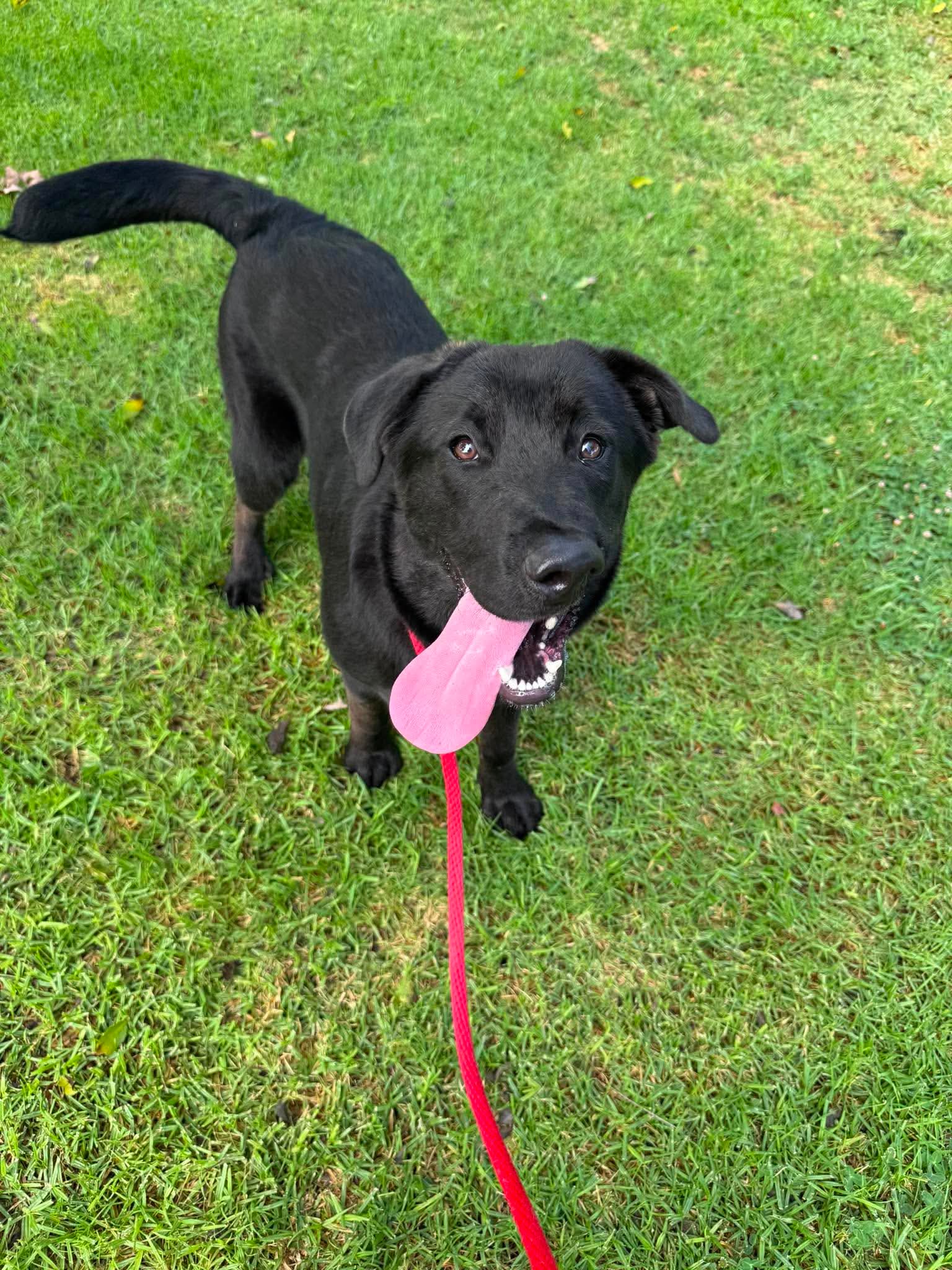 Ripley - Labrador Retriever