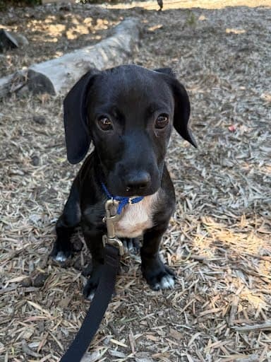 Bruno Puppy - Dachshund