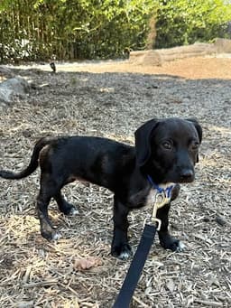 Bruno Puppy image 3