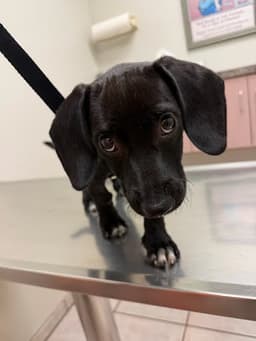 Bruno Puppy image 4
