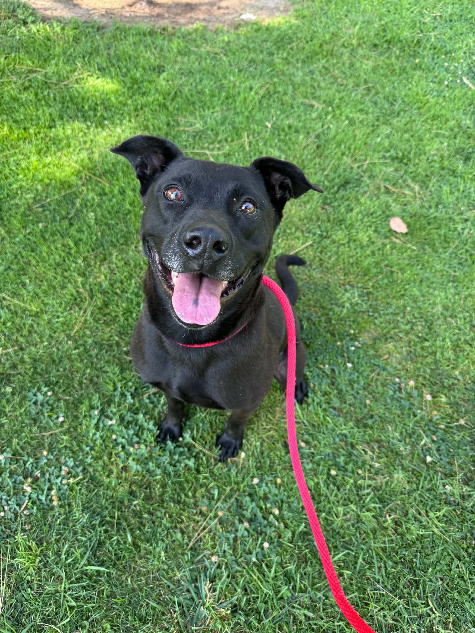 Tango - Labrador Retriever