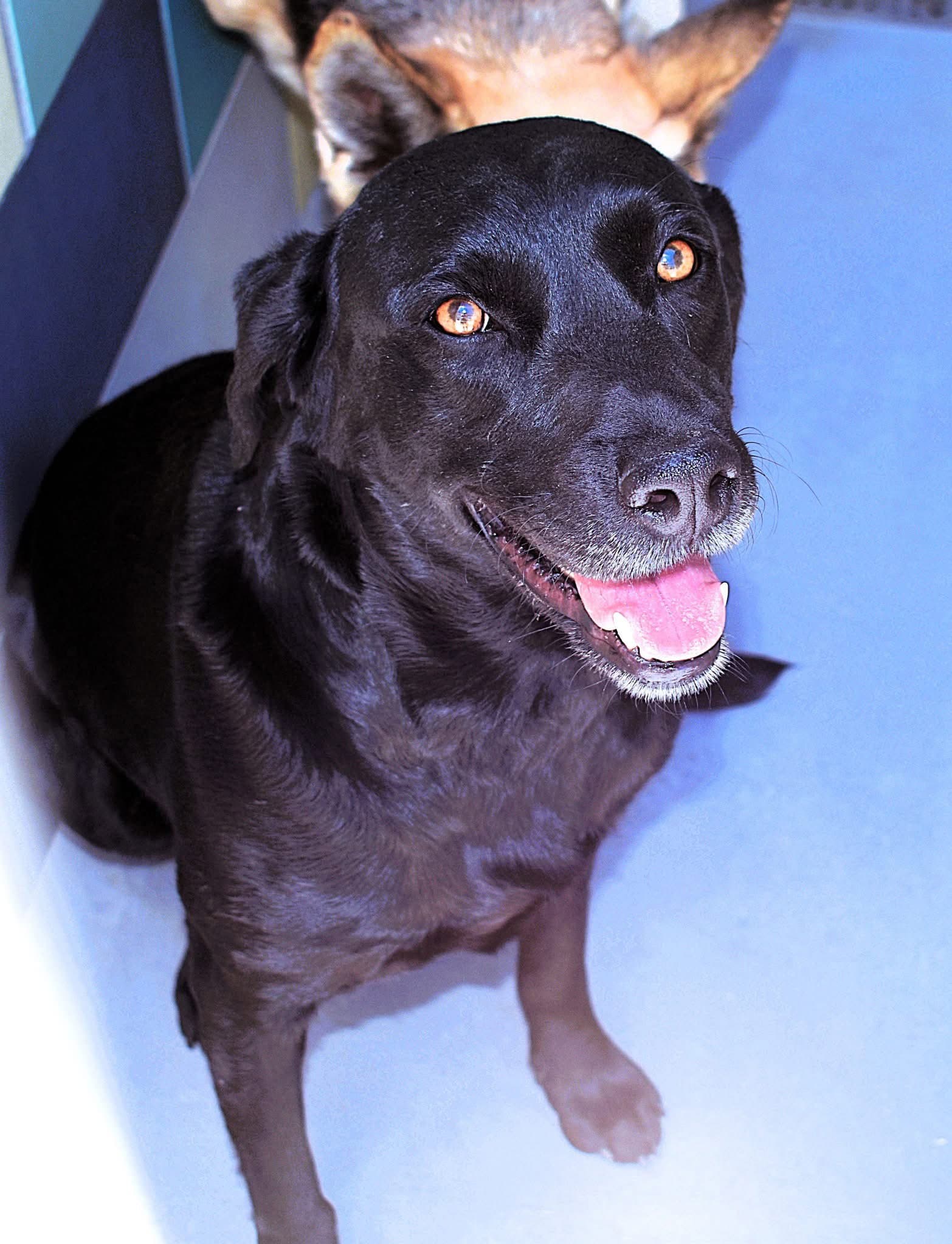 Adele - Labrador Retriever