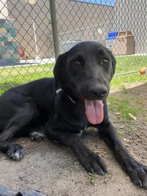 Isabelle - Labrador Retriever
