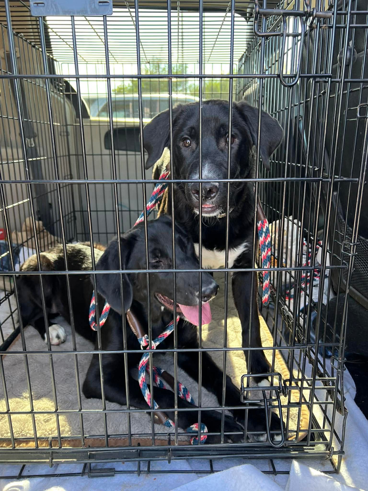 Berry - Labrador Retriever