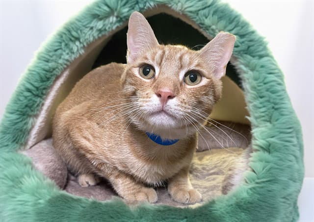 Buddy - Domestic Short Hair