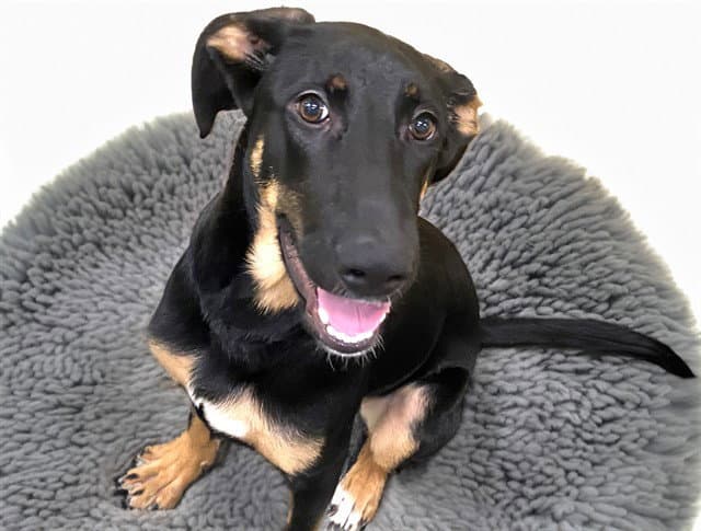 Alola - German Shepherd Dog