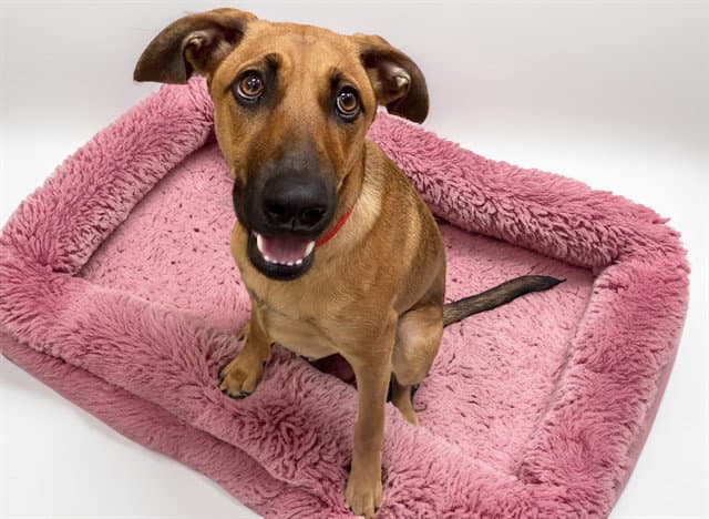 Monica - Doberman Pinscher