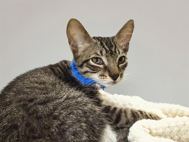Marco - Domestic Short Hair