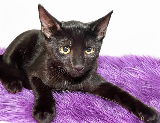 Michael - Domestic Short Hair