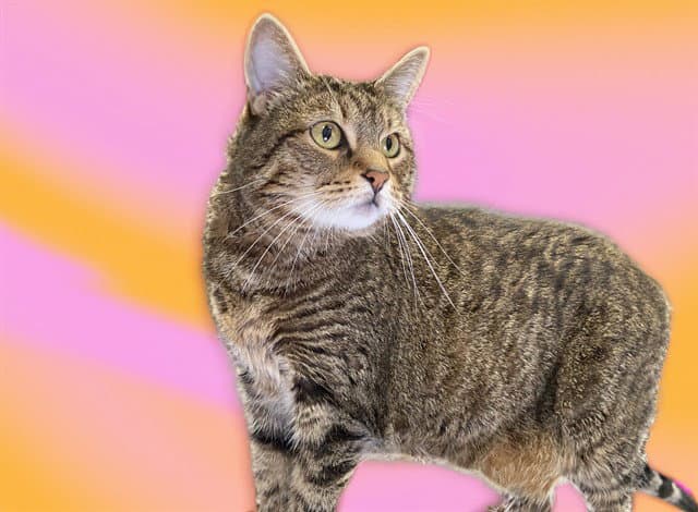 Pumpkin - Domestic Short Hair